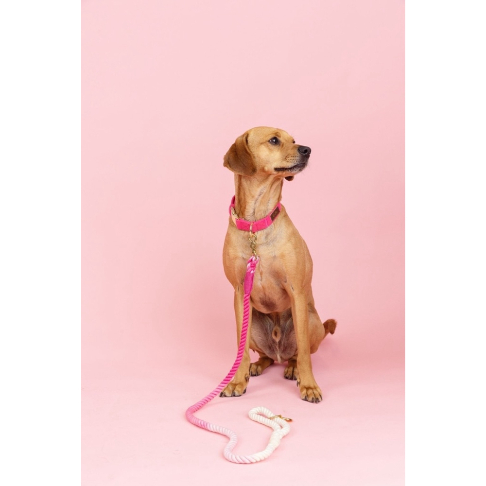 Pink Papyrus Cotton Rope Dog Leash, Pink Ombre, 4-ft long, 1/2-in wide - Picture 6 of 6